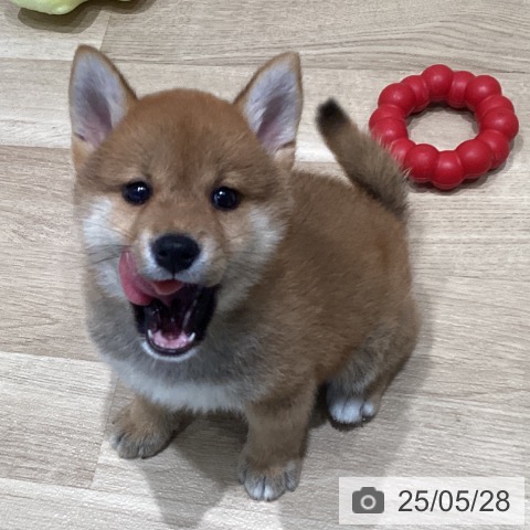 柴の写真