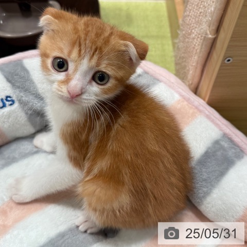 スコティッシュフォールドの写真