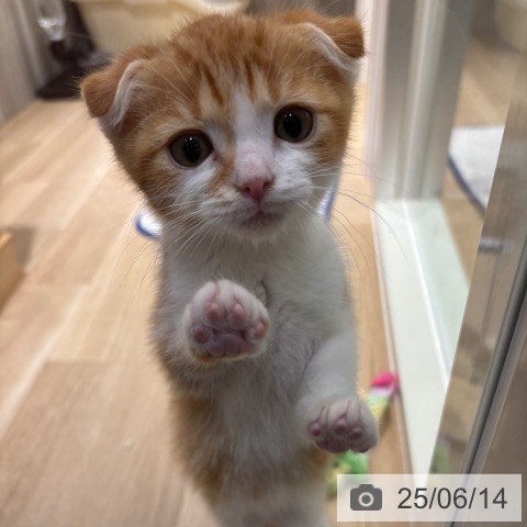 スコティッシュフォールドの写真
