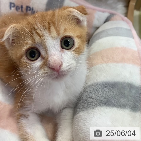スコティッシュフォールドの写真