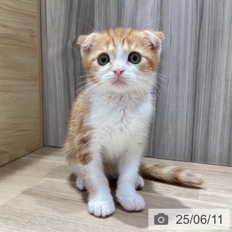 スコティッシュフォールドの写真