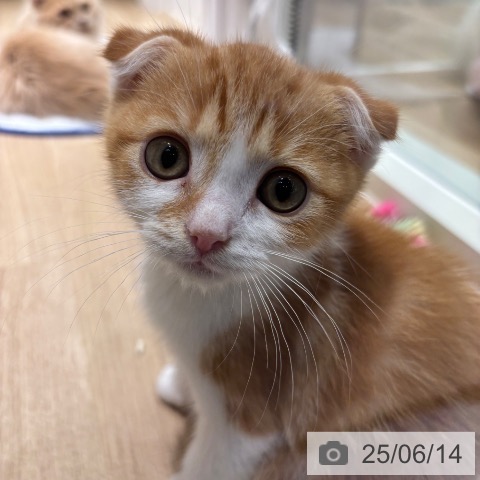 スコティッシュフォールドの写真