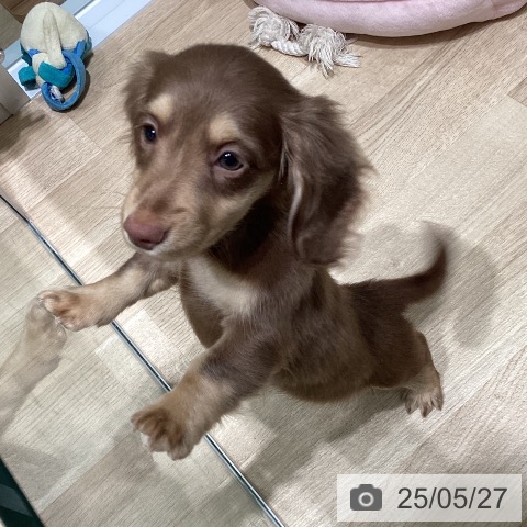 ミニチュア・ダックスフンドの写真