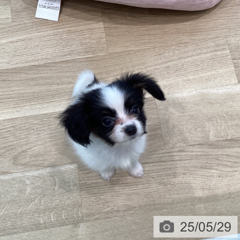パピヨンの写真