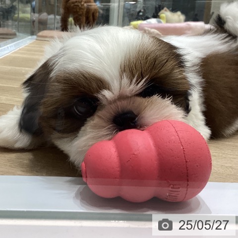 シー・ズーの写真