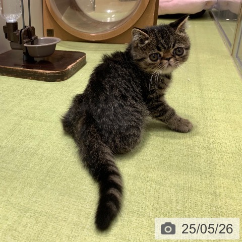 エキゾチックの写真