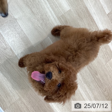 トイ・プードルの写真