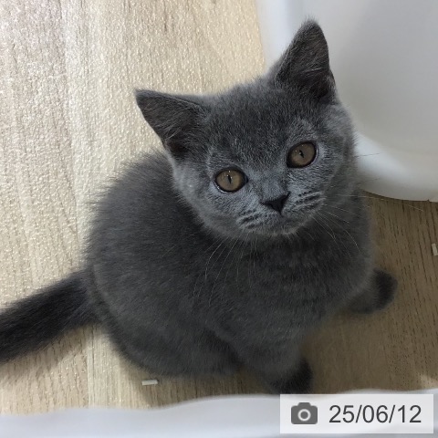 ブリティッシュショートヘアの写真