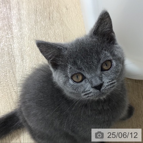 ブリティッシュショートヘアの写真