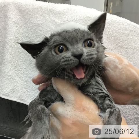 ブリティッシュショートヘアの写真