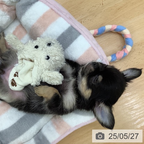 チワワの写真