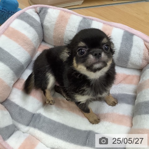 チワワの写真