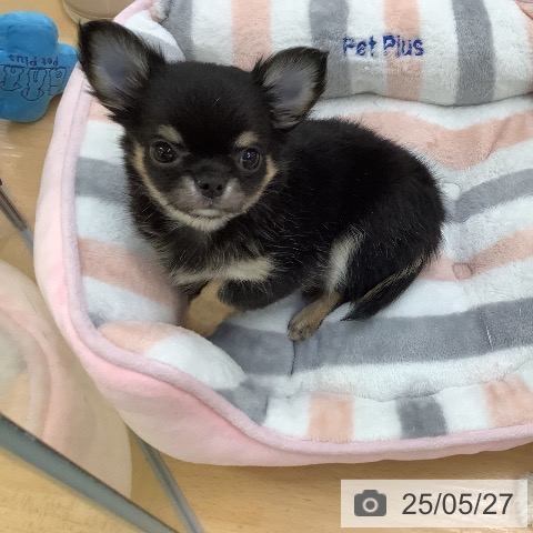 チワワの写真