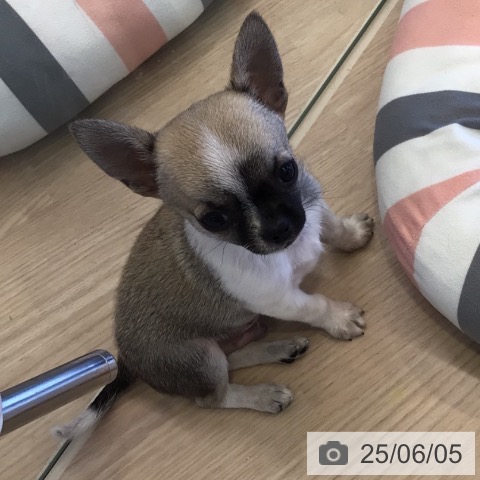 チワワの写真