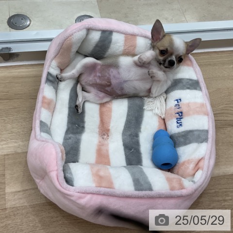 チワワの写真