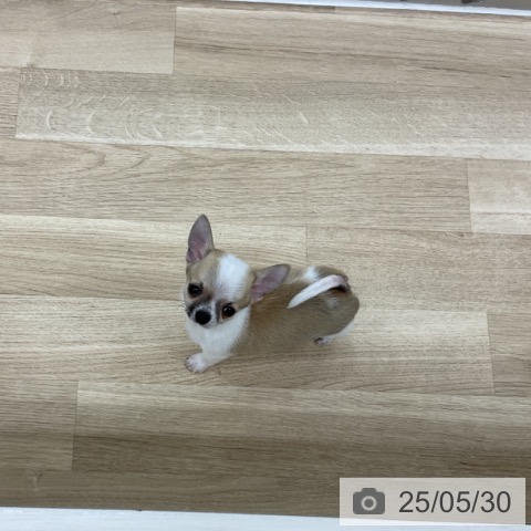 チワワの写真