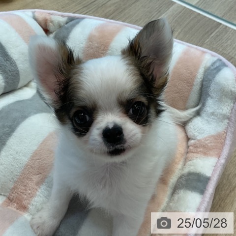 チワワの写真