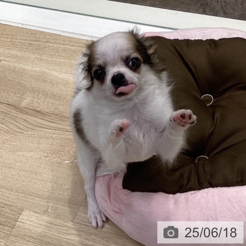 チワワの写真