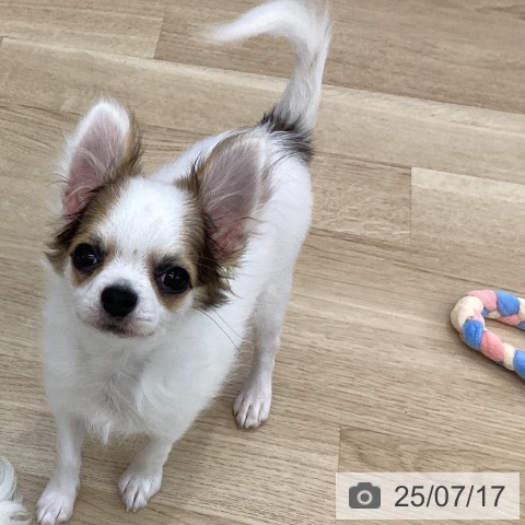 チワワの写真