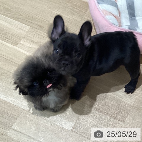 ペキニーズの写真