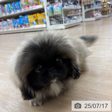 ペキニーズの写真