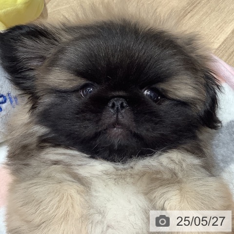 ペキニーズの写真