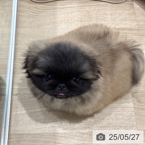 ペキニーズの写真