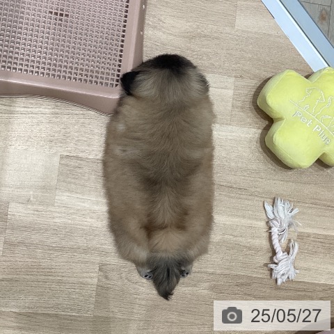 ペキニーズの写真