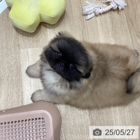 ペキニーズの写真