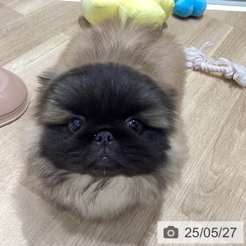 ペキニーズの写真