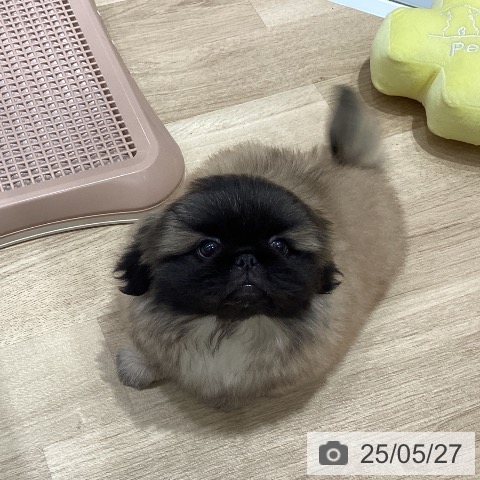ペキニーズの写真