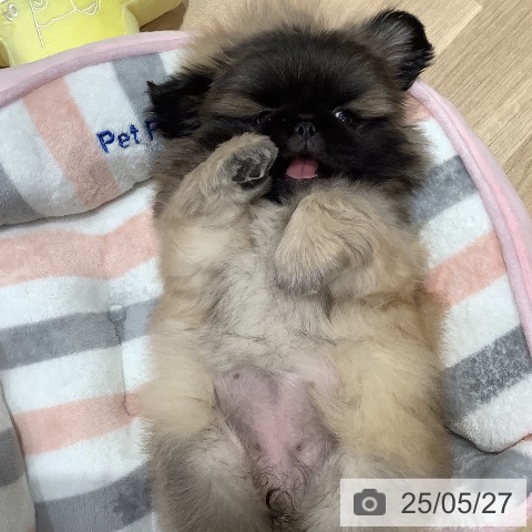 ペキニーズの写真