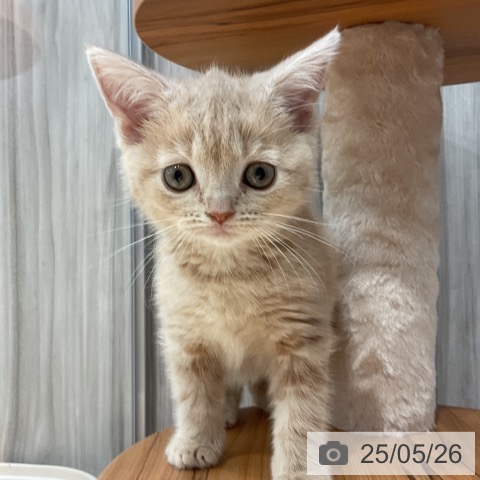 スコティッシュフォールドの写真