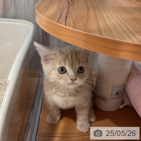 スコティッシュフォールドの写真