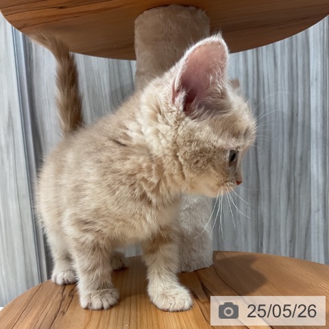 スコティッシュフォールドの写真