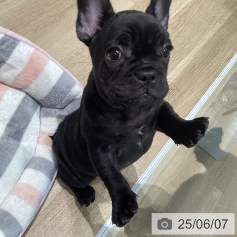 フレンチ・ブルドッグの写真