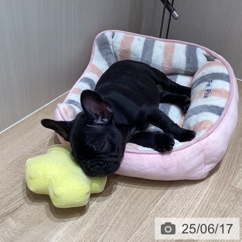 フレンチ・ブルドッグの写真