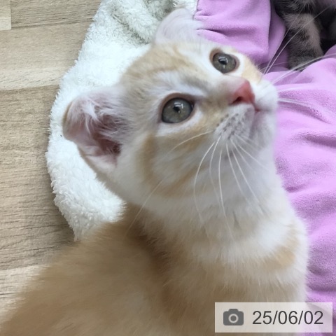 スコティッシュフォールドの写真