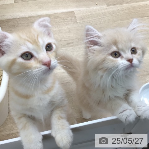 スコティッシュフォールドの写真