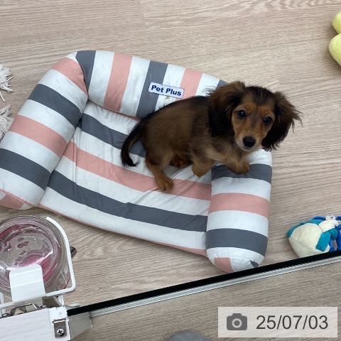 ミニチュア・ダックスフンドの写真