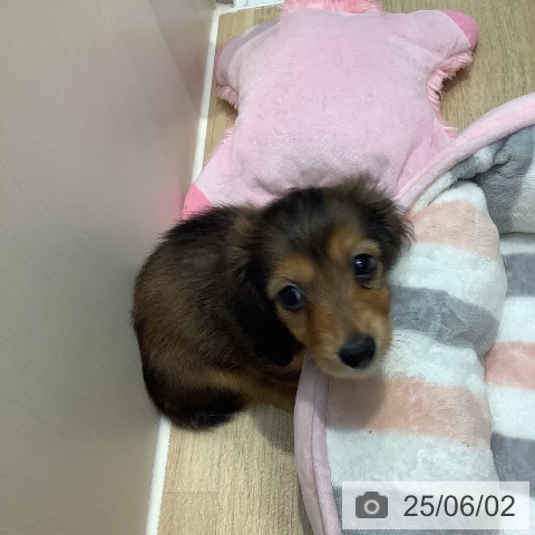 ミニチュア・ダックスフンドの写真