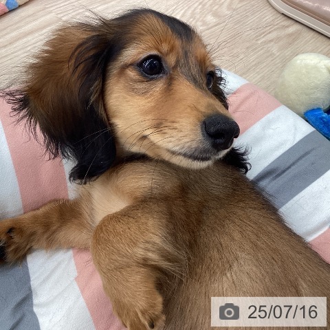 ミニチュア・ダックスフンドの写真