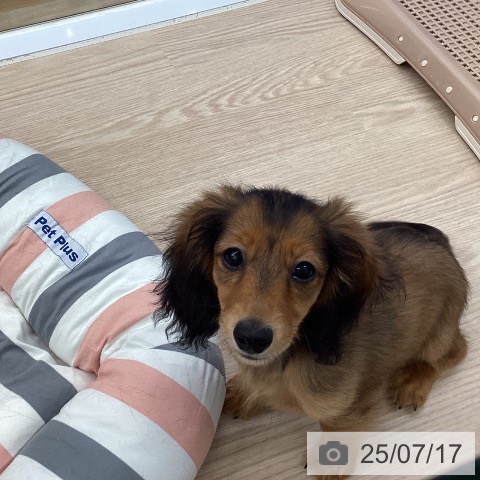 ミニチュア・ダックスフンドの写真