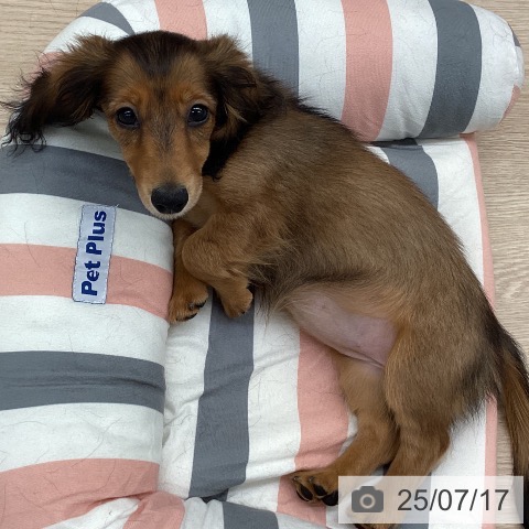 ミニチュア・ダックスフンドの写真