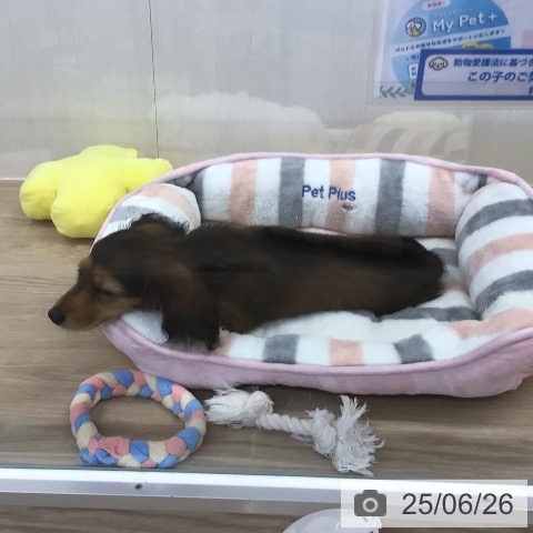 ミニチュア・ダックスフンドの写真