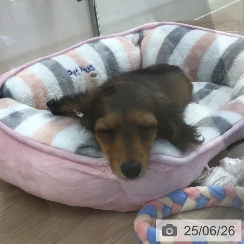 ミニチュア・ダックスフンドの写真