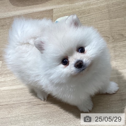 ポメラニアンの写真