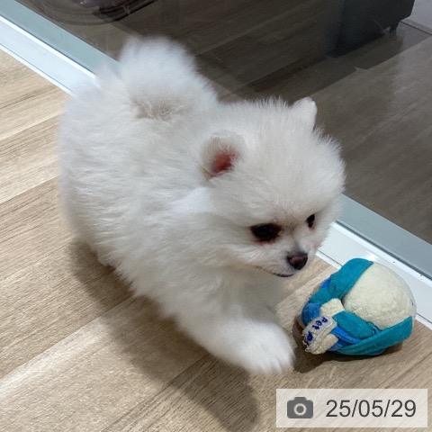 ポメラニアンの写真