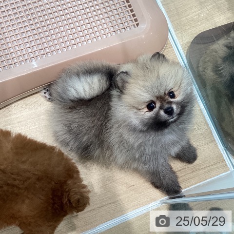 ポメラニアンの写真