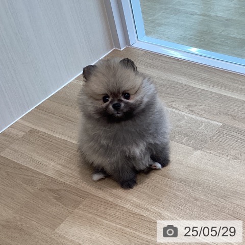 ポメラニアンの写真